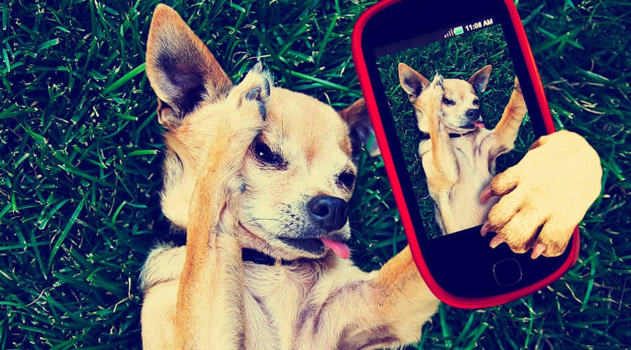dog instagram analytics